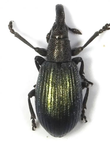 Réf. 247 247 : Perapion violaceum